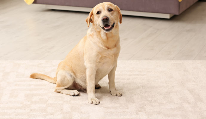 A pet dog sitting on a area rug