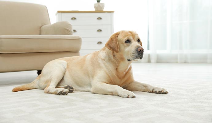 a dog sitting on a rug